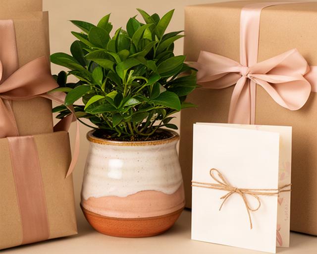 Kit de regalo con planta de interior, maceta decorativa esmaltada y tarjeta artesanal envuelto en papel kraft